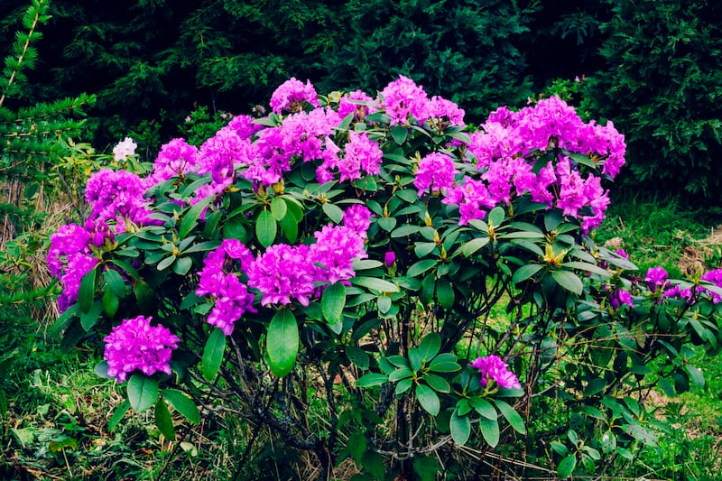 The Rhododendron ponticum in the summer bears pretty purples flowers which belie the damage they cause. Photograph: iStock/Getty Images