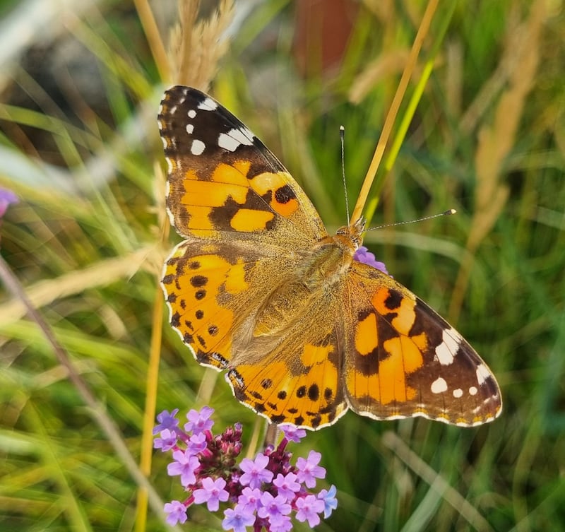 Painted lady butterfly. Photograph supplied by Edmund Ball