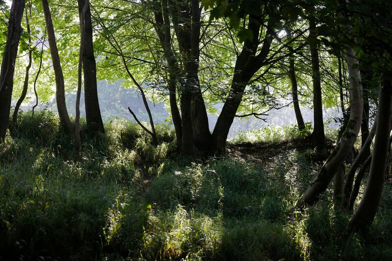 The Furry Glen near the Biodiversity Centre in the Phoenix Park. Dublin has one of the biggest and most beautiful urban parks in Europe in the Phoenix Park, but there is still no bus service that takes you right into it. Photograph: Alan Betson