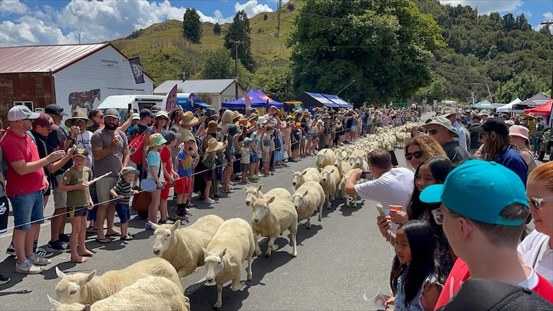 Crowds cheer on the sheep racing along the main road. Photograph: Glen Murphy