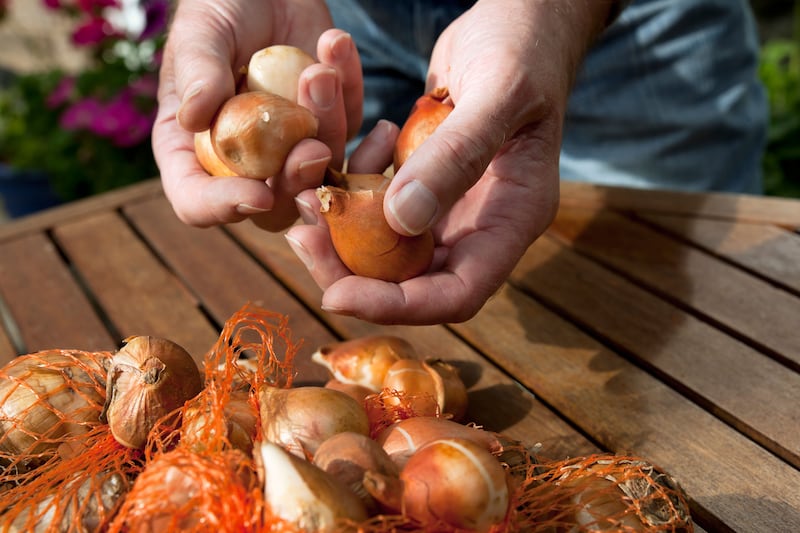 You can also still plant any remaining spring bulbs languishing forlornly in the garden shed. Photograph: Alamy/PA