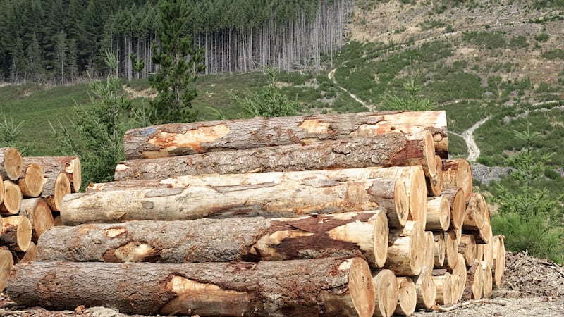 As the fallen trees are largely mature, most of the timber could be sold, according to Forest Industries Ireland. Photograph: The Irish Times