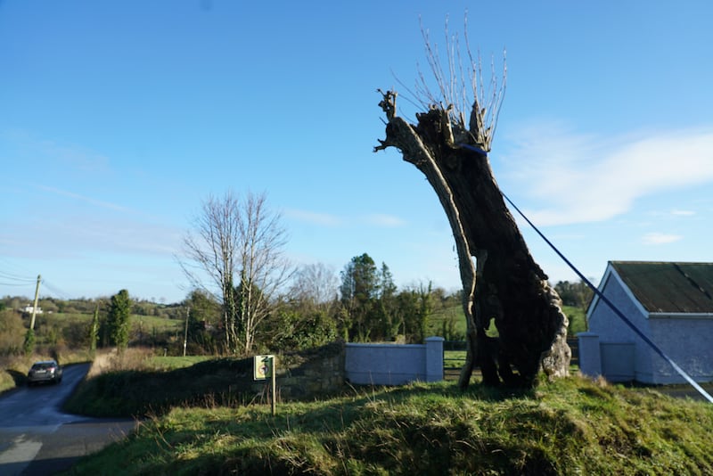 A hollowed-out tree near Cargagh, Co Cavan. Photograph: Frank McNally