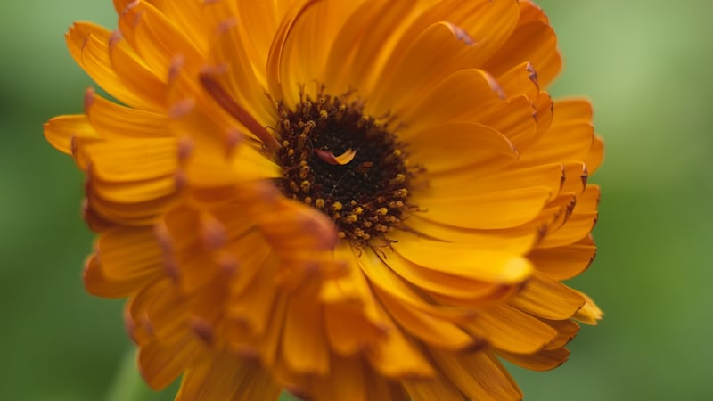 Close-up of the burnt-orange flowers of Calendula Neon. Photograph: Richard Johnston