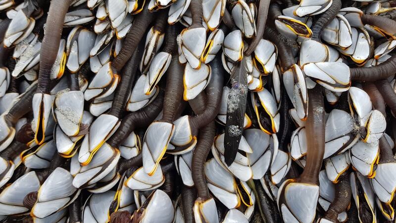 Goose barnacles