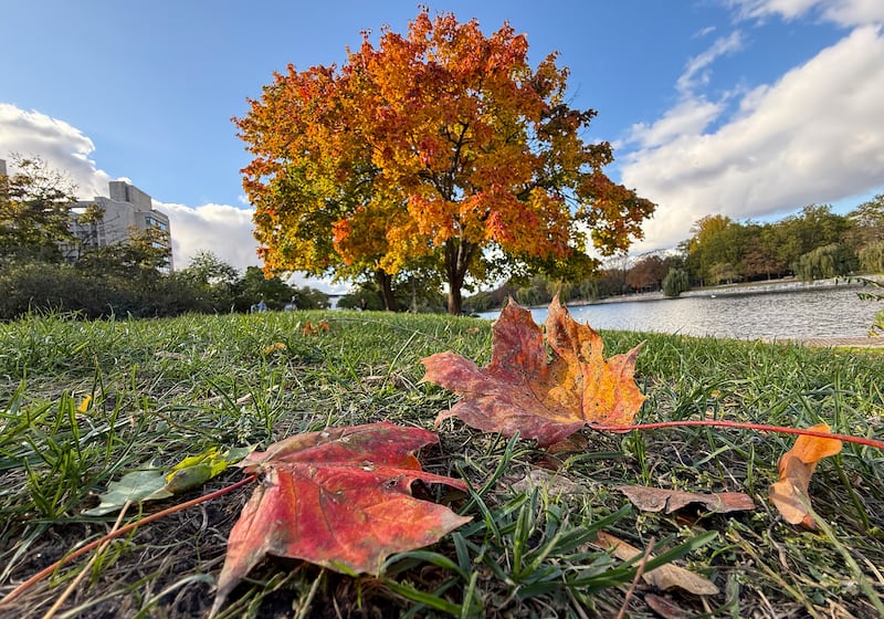 Leaves changing to their autumnal colours in Berlin's Kreuzberg district, Germany. Photograph: David Gannon/AFP via Getty Images