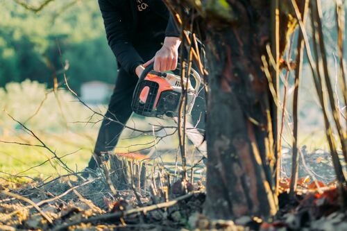 My neighbour has cut down my trees. What can I do?