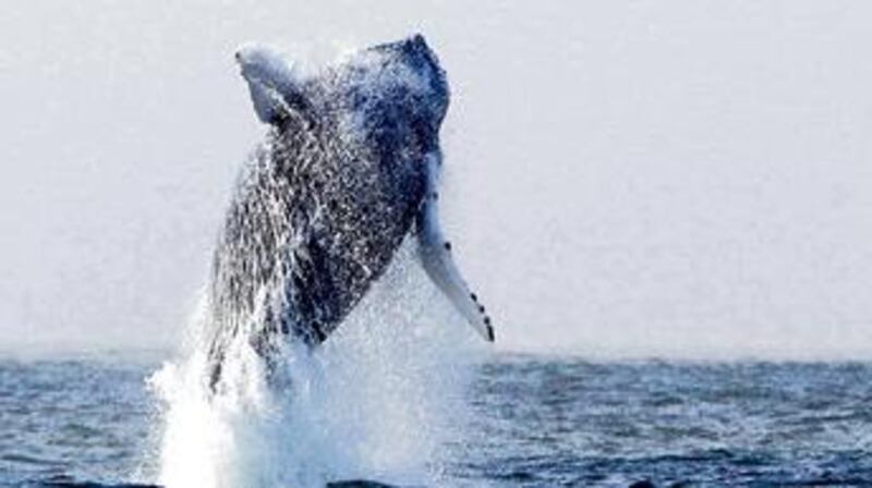 A humpback whale breaching in waters off Hook peninsula, Co Wexford. The whale was one of four species identified over the past weekend. Photographs: Pádraig Whooley/Irish Whale and Dolphin Group