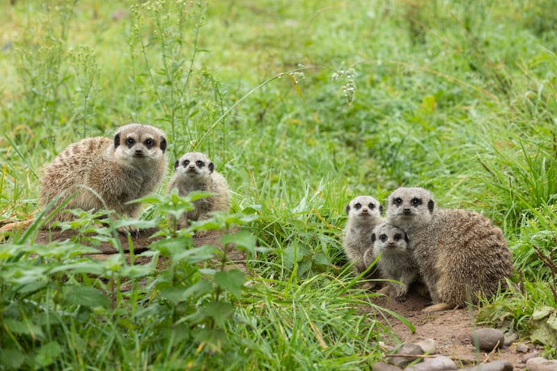 Fota's three new meerkat babies with their mother Biggy and father Snaggle.