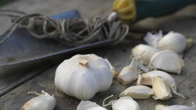 Autumn is the best time to plant garlic, which needs a long growing period and exposure to low temperatures. Photograph: Richard Johnston