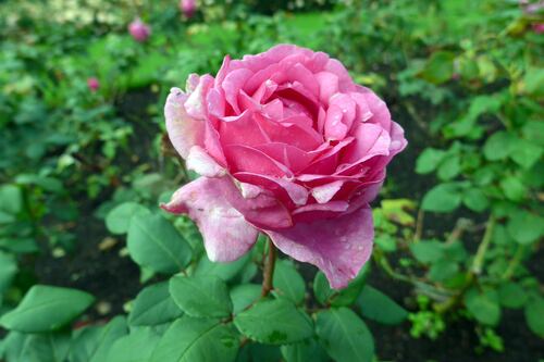 Your gardening questions answered: Have I killed my rose?