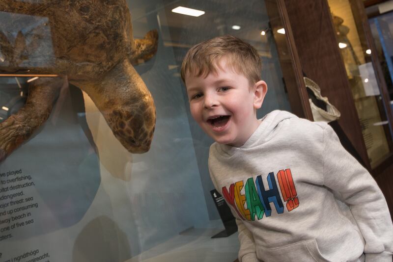 Dómhnall Hoare (5) views a loggerhead turtle at Dublin's Natural History Museum on Tuesday. Photograph: Gareth Chaney/Collins Photos