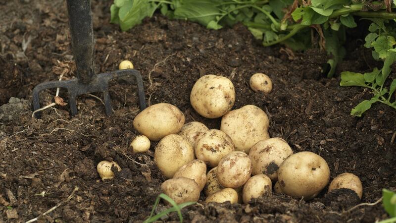 Freshly harvested potatoes. Photo credit Richard Johnston