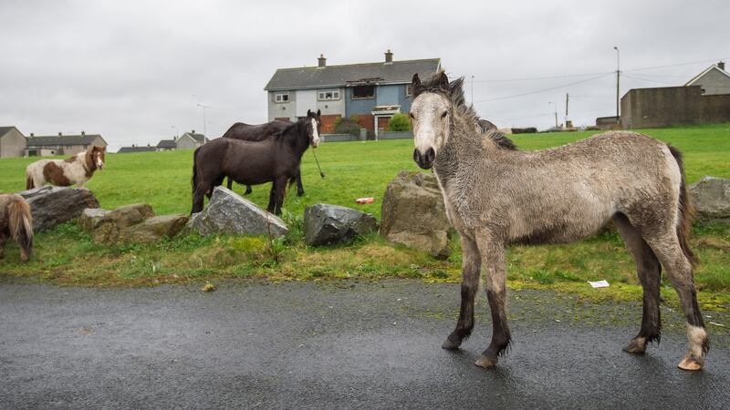 Wild horses in Southill in Limerick. Photograph: Brenda Fitzsimons