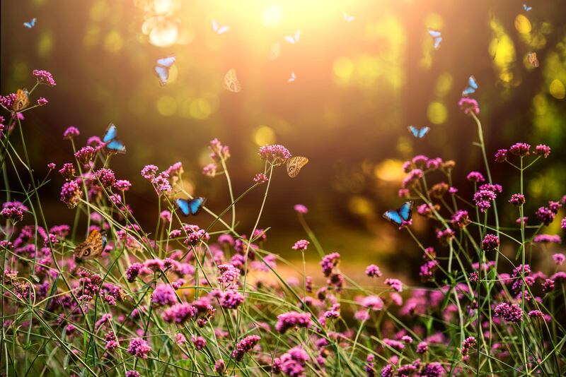 Verbena bonariensis and Blue Morpho (purpletop vervain, clustertop vervain, Argentinian vervain, tall verbena, or pretty verbena) is a flowering annual or herbaceous perennial plant. 