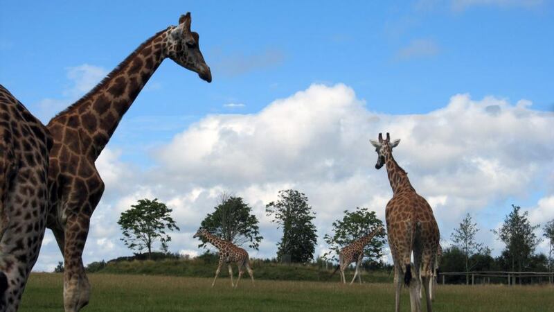 Fota Wildlife Park, Co Cork