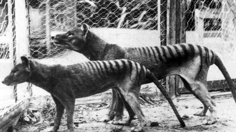 Two of the animals seen in Hobart Zoo in 1933. Photograph: Universal History Archive/Getty Images