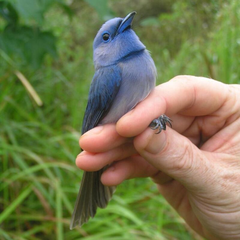 A Pale-Blue Monarch. Photograph: Emma Shalvey