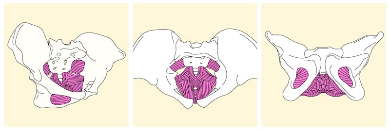 The pelvic floor muscles, as seen from the side, from above and from the front. 