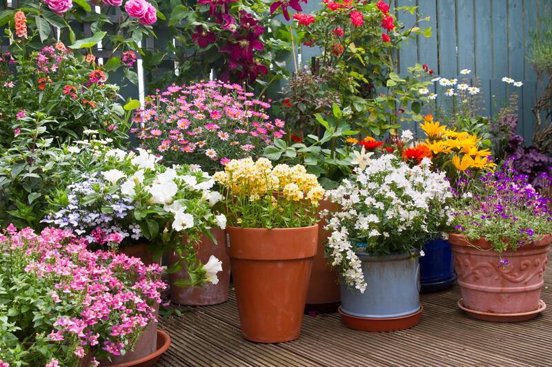 Containers of summer flowering flowers. 'Of course, container gardening is the obvious solution for anyone renting who wants to bring their precious plants with them when they move on.' Photograph: iStock