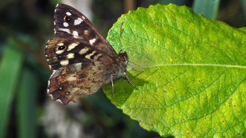 Speckled wood butterfly has cream speckles and fringing on its upperwings. Photograph: Getty Images