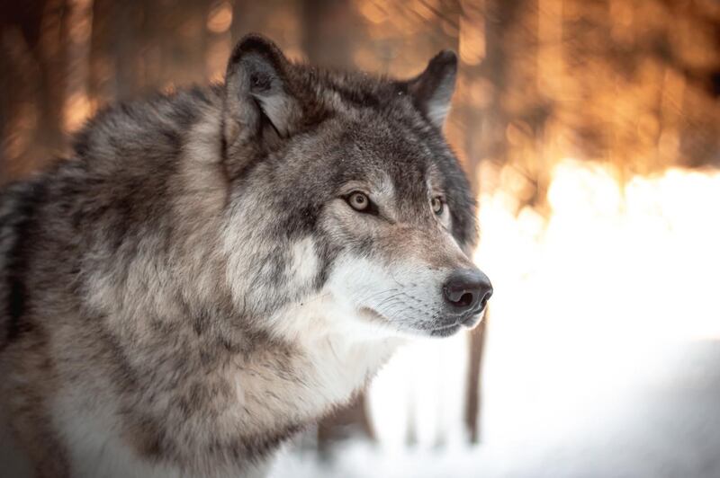 A return of wolves and lynx to Europe "could limit raccoon dogs below the threshold for rabies persistence, which remains a huge threat to human and animal health”, the new study finds.