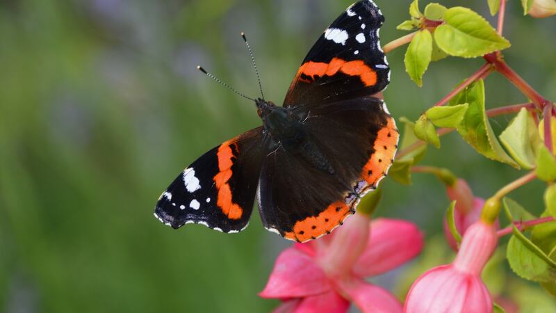 Red admiral has dramatic splashes of scarlet-red across big black upperwings with large white patches on forewings.