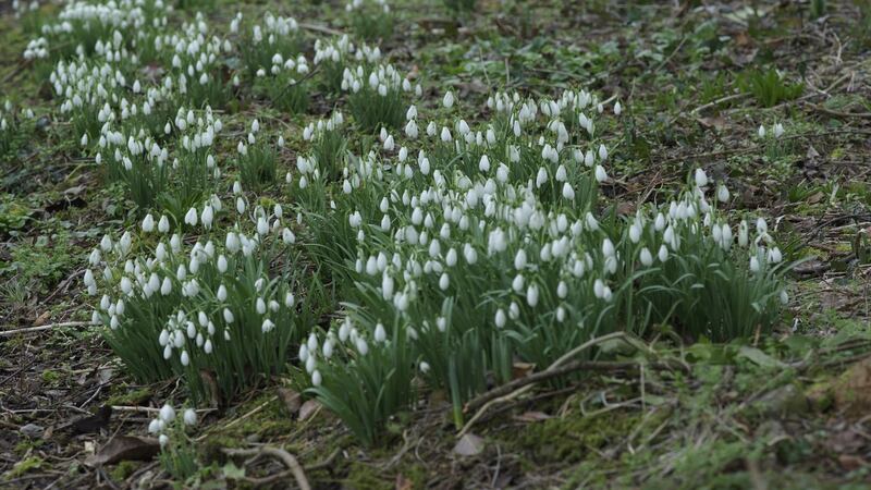 Snowdrops