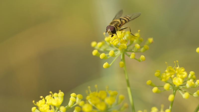 A pollinator at work. Photograph: Richard Johnston