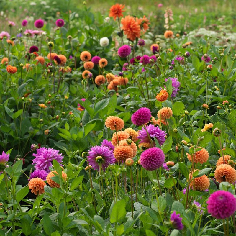 Frost-tender: dahlias need protection in the winter. Photograph: Richard Johnston