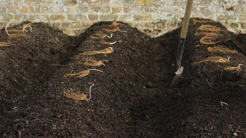 Asparagus crowns waiting to be planted. Photograph: Richard Johnston