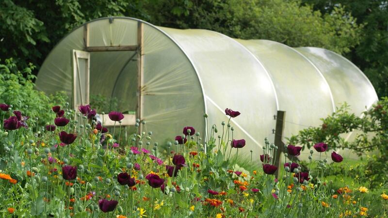 A garden polytunnel.  Photograph: Richard Johnston