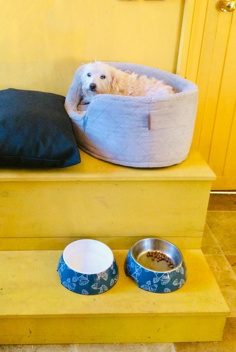 Ally Bunbury’s dog Dilly on her raised dog bench