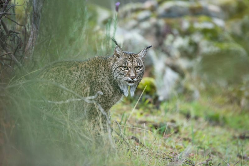 A lynx in Sierra de Andújar natural park in Spain. Photograph: Laura Albiac Vilas