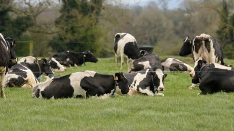 Establishing a grass management system reliant on clover rather than chemicals takes up to 10 years. Photograph: Alan Betson