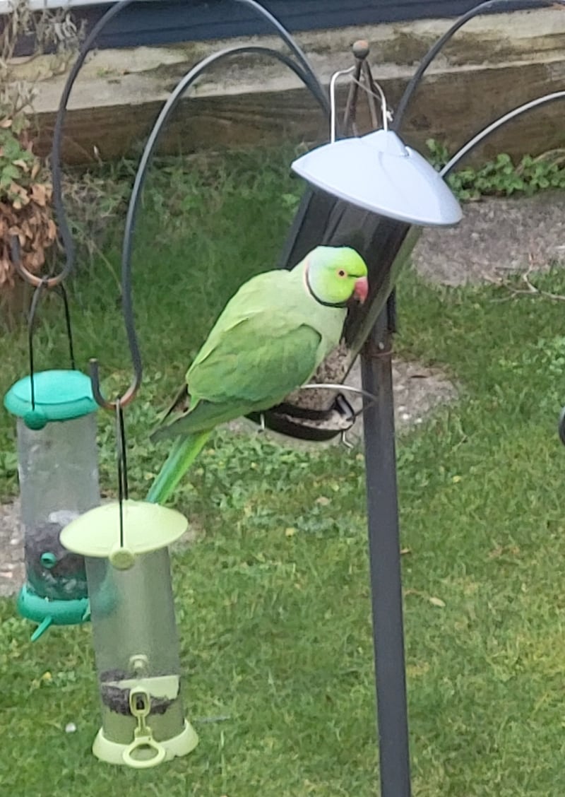 Rose-ringed parakeet. Photograph: Pádraigín Riggs