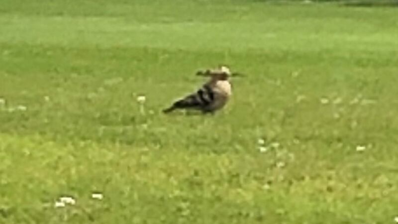 Hoopoe: spotted at St Columba’s College, Kilmashogue Lane, Dublin.