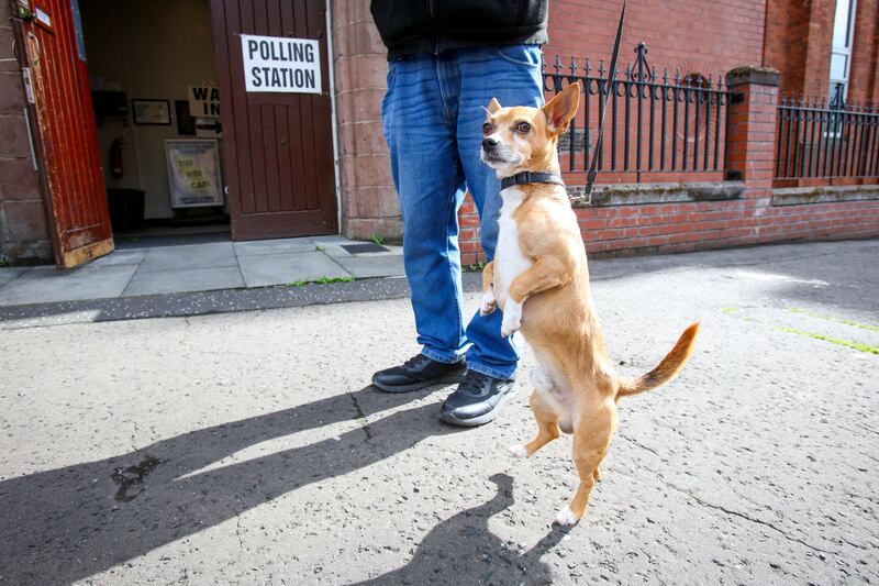 A dog waits for its owner outside a polling station in Belfast. Photograph: PAUL FAITH/AFP via Getty Images