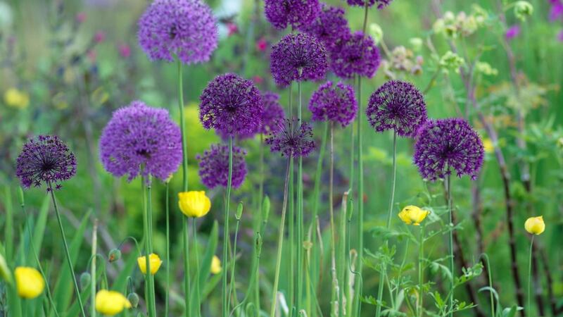 Alliums flowering in June Blake’s garden in west Wicklow. Photograph: Richard Johnston