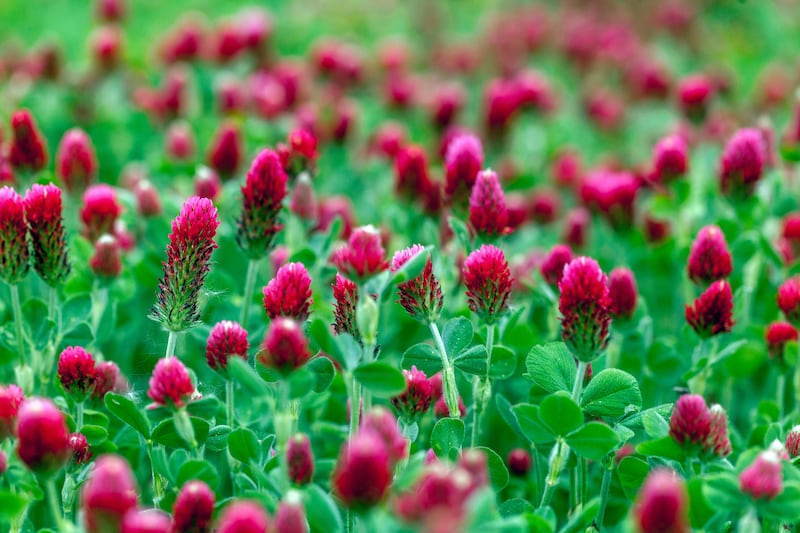 Green manure crimson clover is hardy down to -18 degrees. Photograph: Alamy/PA