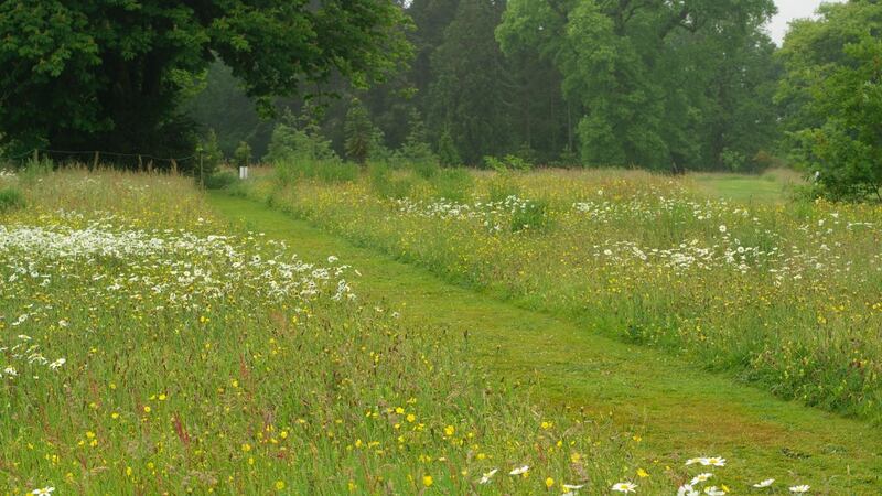 The wildflower meadows at Kilmacurragh Botanic Gardens in Co Wicklow. Photo Credit Richard Johnston