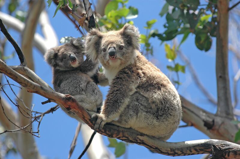 Wild koalas along Great Ocean Road in Victoria, Australia. Photograph: Robert Cicchetti/iStock/Getty  