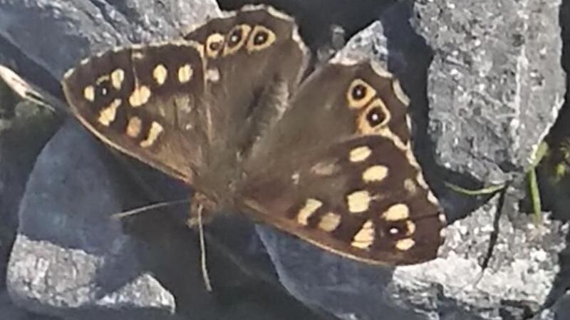 Speckled wood butterfly