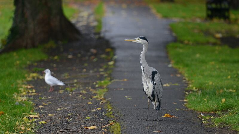 A heron patrolling the  Grand Canal in Dublin. File photograph: Dave Meehan