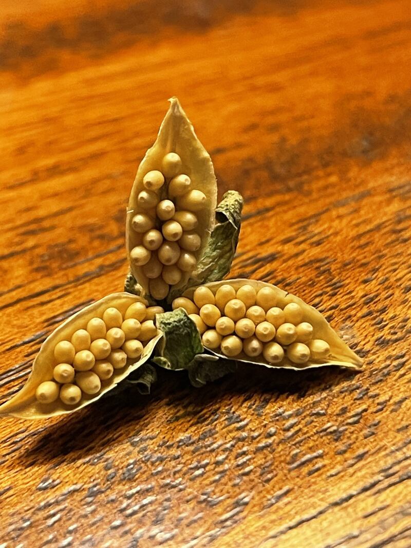 Open ripe violet seed capsule. Photograph supplied by Pan MacNicholas