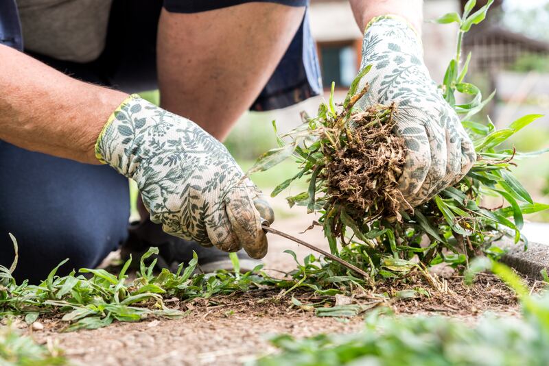 To maximise light penetration and strong, healthy growth, clear away weeds and dead plants. Photograph: Vladimir Hmeljak/Getty Images