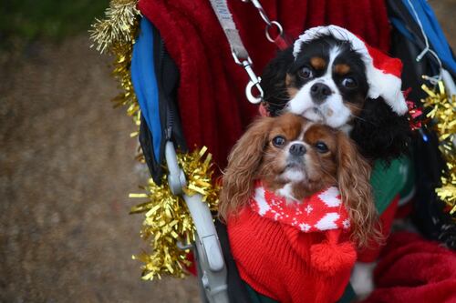 An Post: Bark the herald angels sing as people poised to buy presents for their pets  