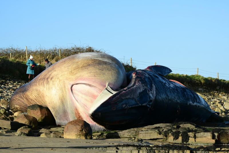 The whale’s tongue is now swollen as it’s full of gas, and will more than likely explode. Photograph: Stephanie Gallagher