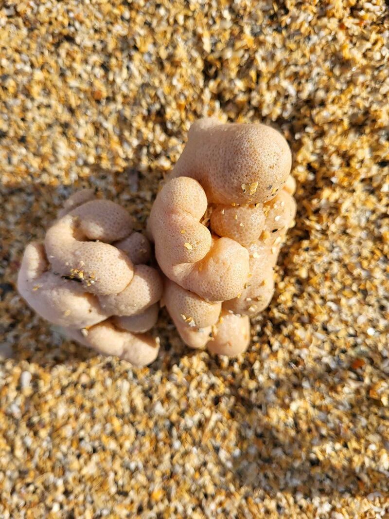 dead man’s fingers coral. Photograph: Anna Walsh