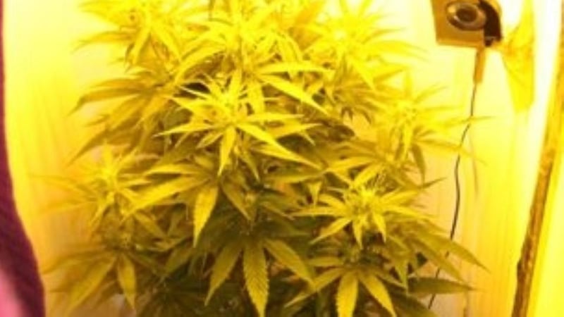 A number of the cannabis plants found during Operation Nitrogen. Photograph: Garda Press Office